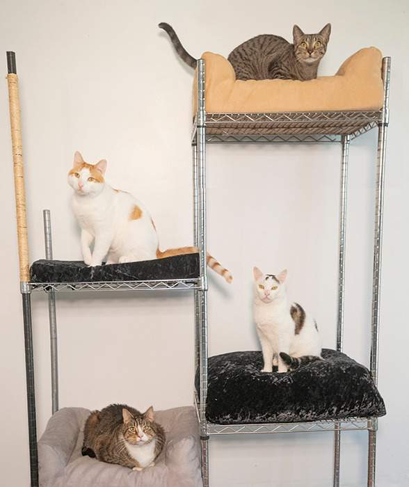 Top Cat Sanctuary Cat Tree photo 1